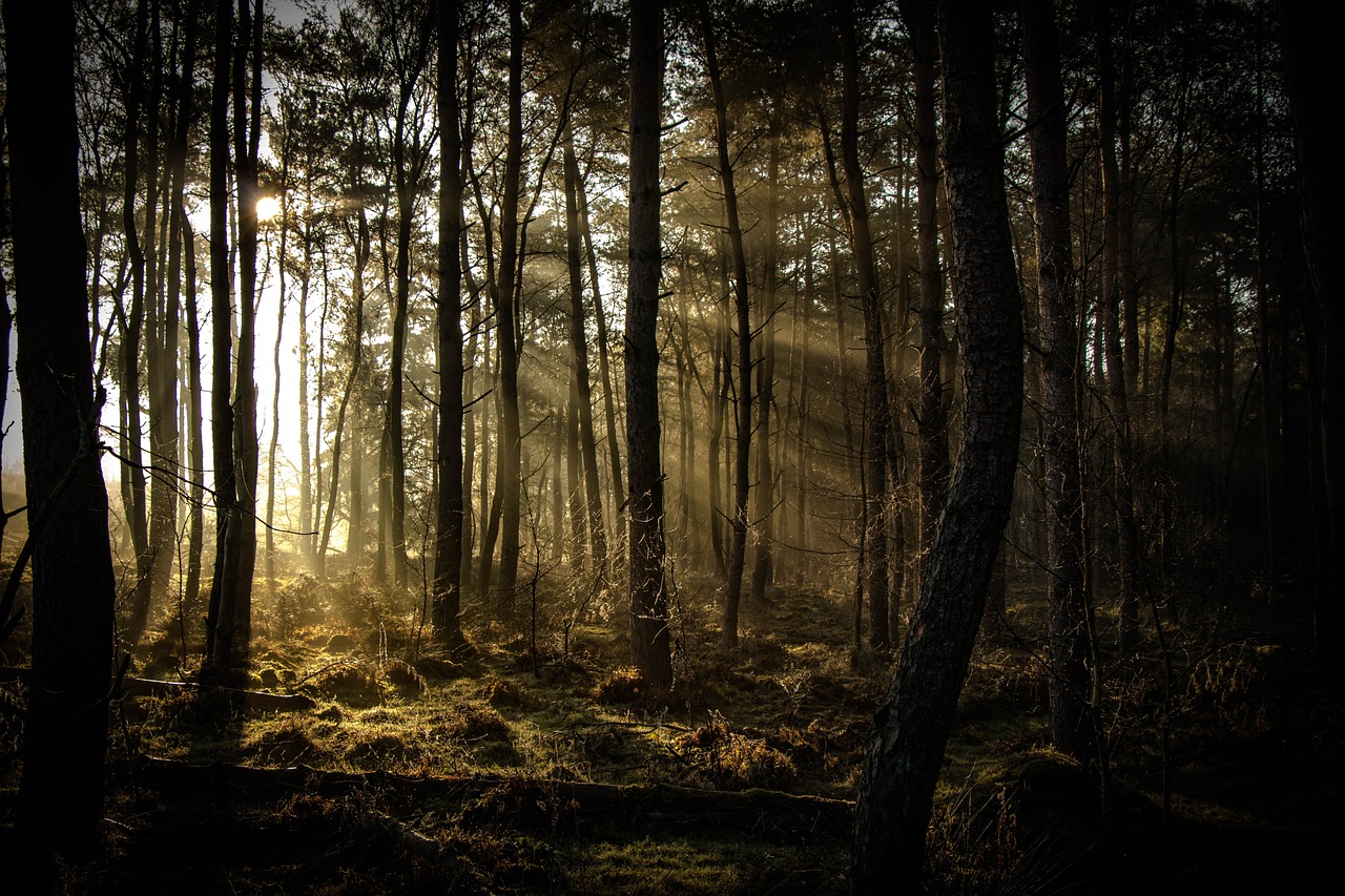 sunbeam, nature background, forest