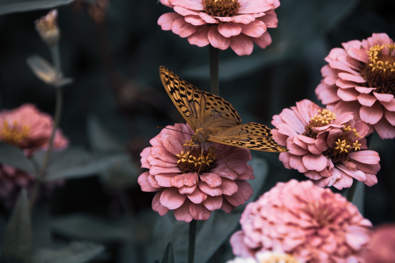 flowers, nature, butterfly