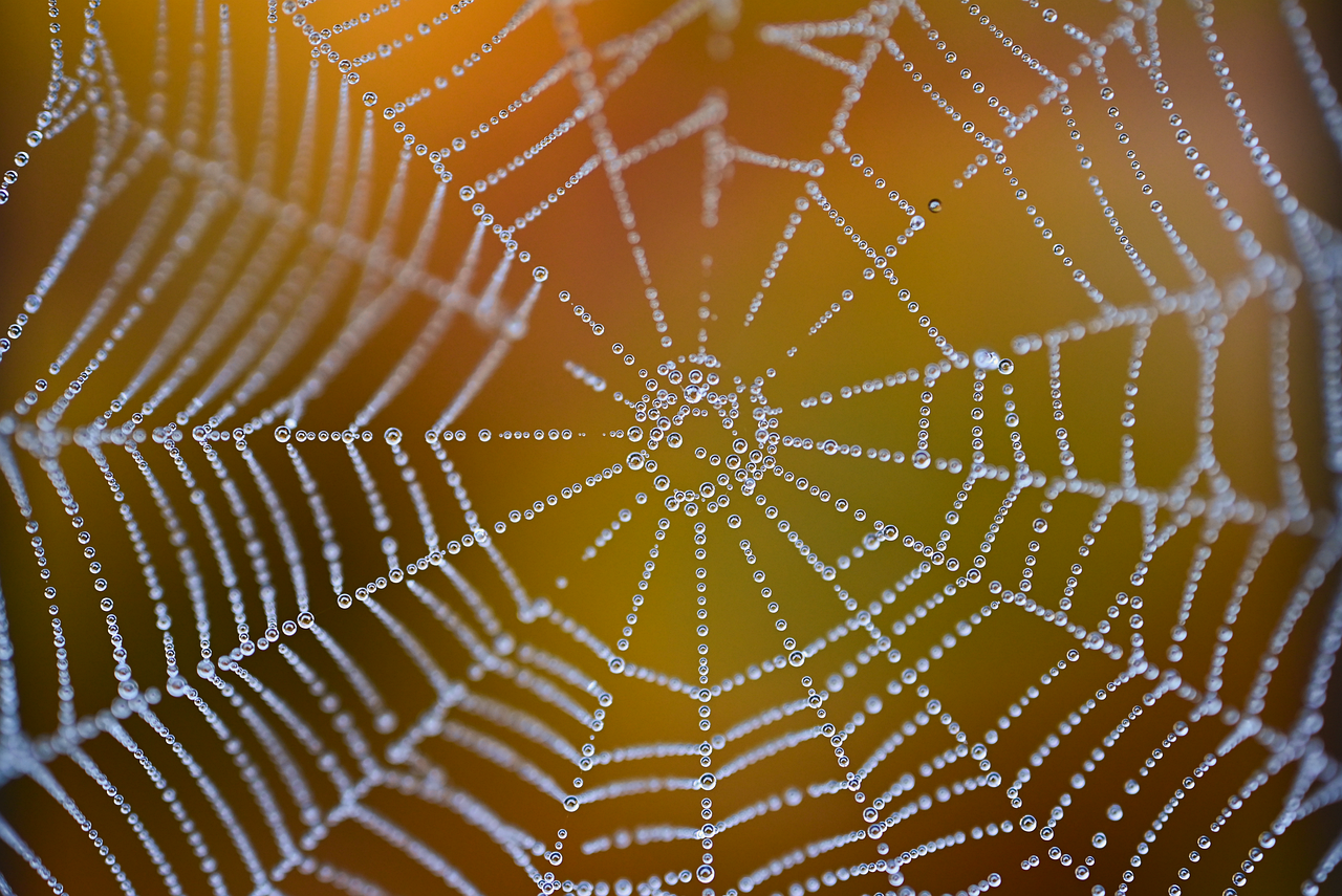 web, windows wallpaper, net