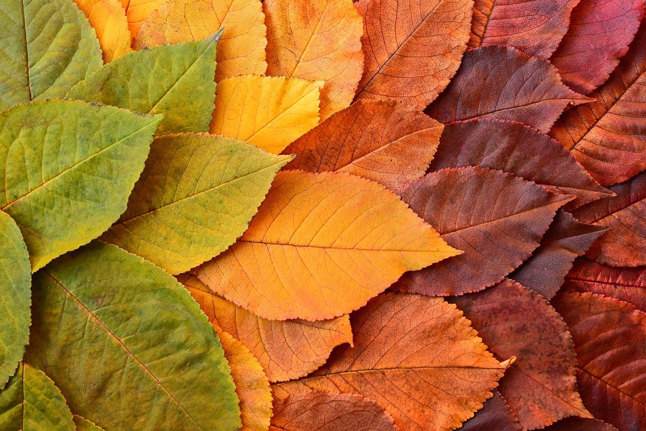 leaves, mac wallpaper, 4k wallpaper 1920x1080