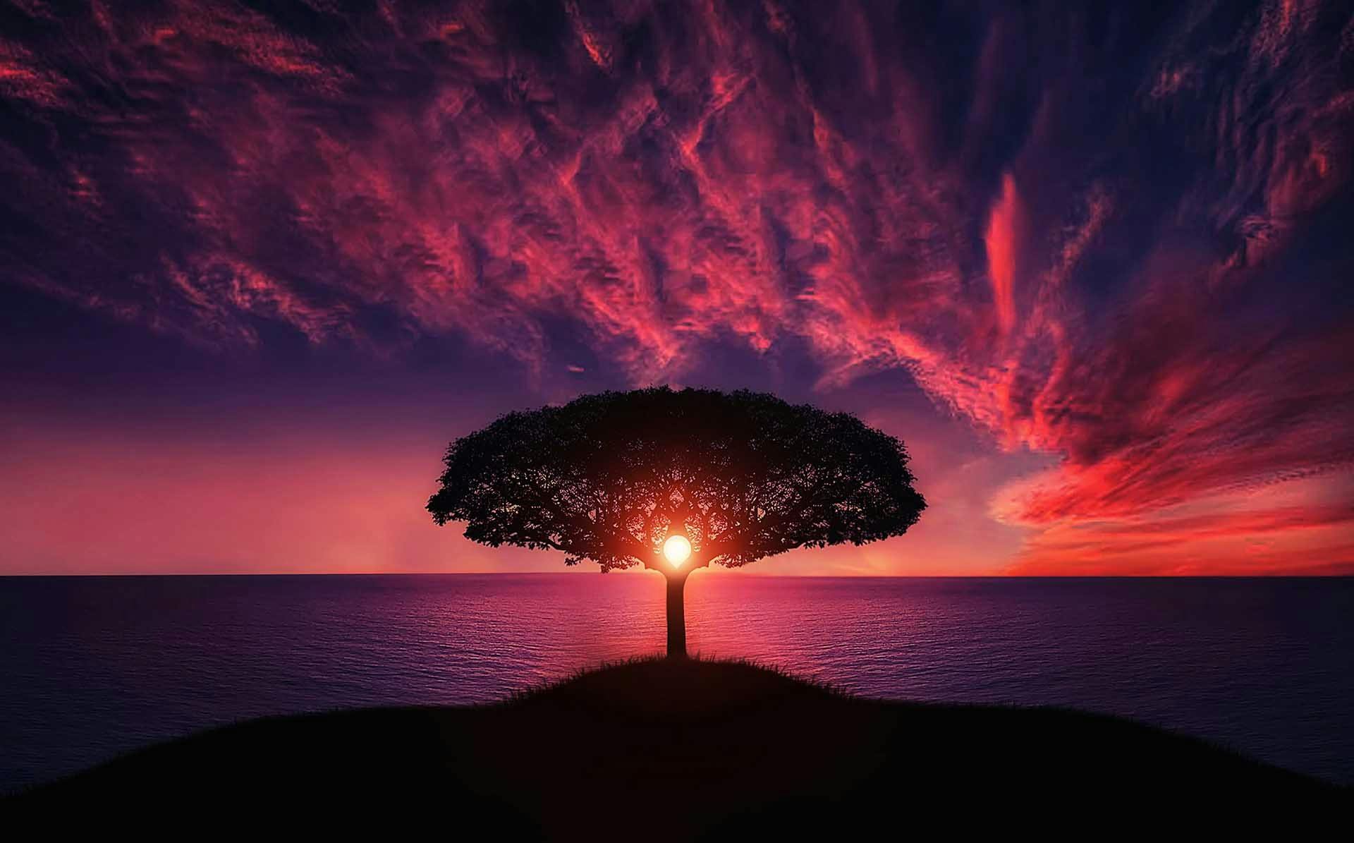 Download, Free, Sunset, Tree, Wallpaper - 4k Sunset and Tree Wallpaper Free Download