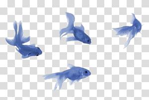 Aesthetic, Background, Blue, clipart, fishes, Free, grunge, illustration, PNG, transparent, transparent background - AESTHETIC GRUNGE, four blue fishes illustration transparent background PNG clipart | Free Background Transparent 3870349668251660